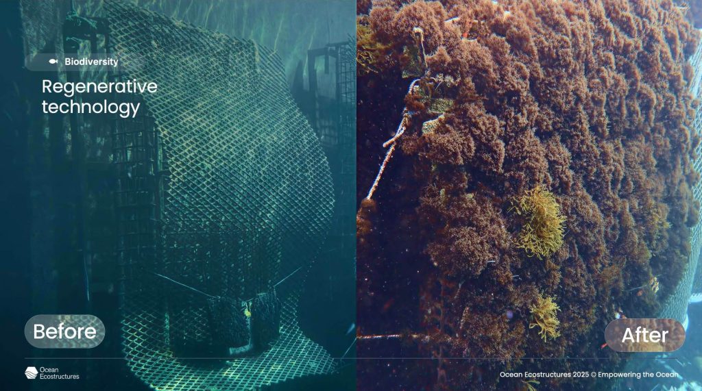 Ocean Ecostructures